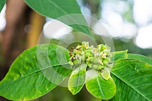 Ants in leaf