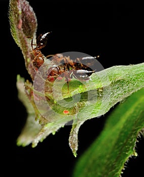 Ants on leaf flower with larvas