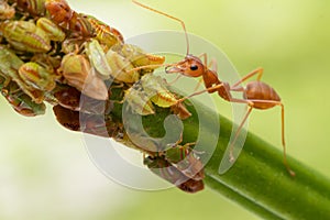 Ants and leafhopper on green tree