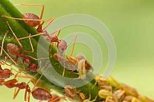 Ants and leafhopper on green tree