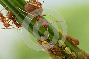 Ants and leafhopper on green tree