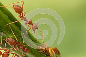 Ants and leafhopper on green tree