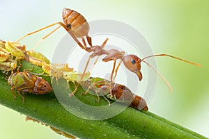 Ants and leafhopper on green tree