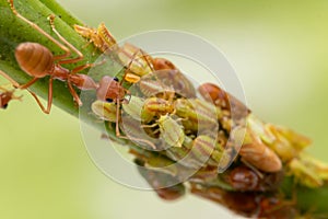 Ants and leafhopper on green tree