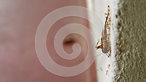 Ants lift cockroach up a wall, focus transition to ant colony teamwork moves dead roach on floor, macro. Insecticide