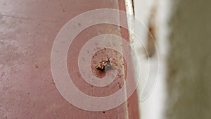 Ants lift cockroach up a wall, focus transition to ant colony teamwork moves dead roach on floor, macro. Insecticide