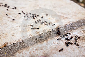 Ants line