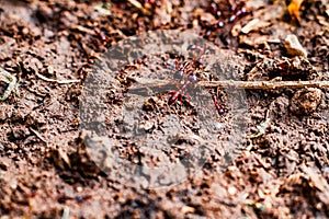 ants on locomotion for food