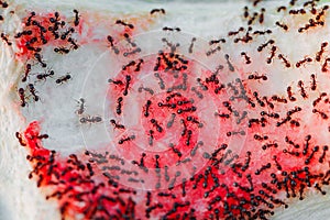 Ants lot black on watermelon rind close-up, selective focus
