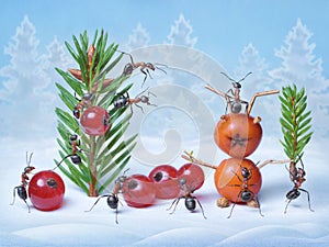 Ants make Christmas tree and Santa Claus for New Year