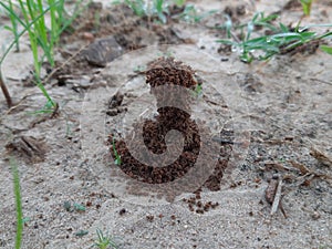 Ants are making their home and Digging the soil.