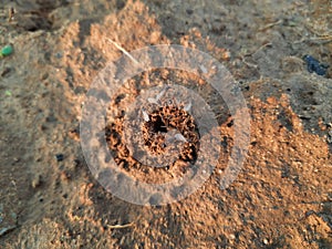 Ants are making their home and Digging the soil.