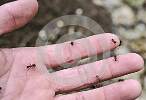 Ants on a man`s hand in spring, against the background of an anthill