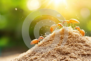 Ants marching on soil near seedling in sunlit environment