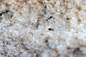 Ants marching on a white beach rock