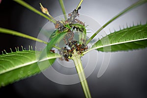 Ants melking some aphids on a green plant in a german forest - macro shot (ant caring for aphids, symbiosis)