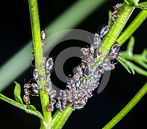 Ants milking aphids black aphids