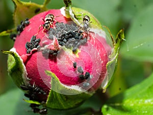 Ants milking aphids honeydew on rose bud
