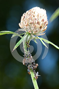 Ants milking plant lice