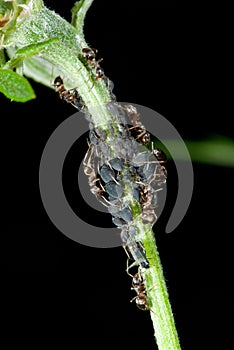 Ants milking plant lice