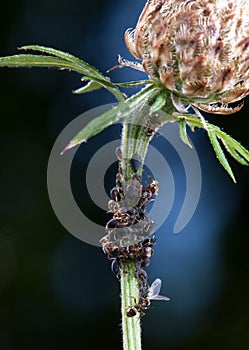 Ants milking plant lice