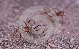 Ants in nature close-up, macro animal in wild