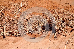 Ants near burrow and wooden shelter