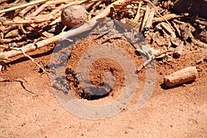 Ants near burrow