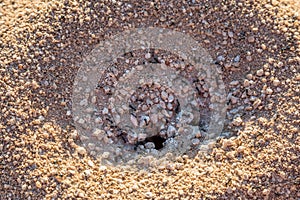 An Ants Nest