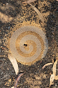 An ants nest on a dirt road after a bushfire in The Blue Mountains