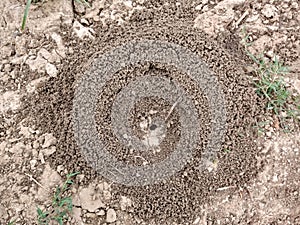 Ants nest hymenoptera formicidae Village Areas - Image