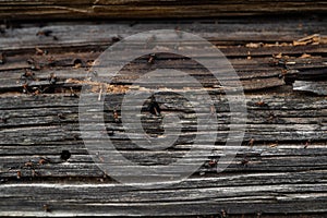 Ants nest in wood - Fire ants crawling on the wooden old house