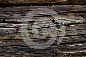 Ants nest in wood - Fire ants crawling on the wooden old house