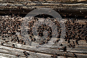 Ants nest in wood - Fire ants crawling on the wooden old house