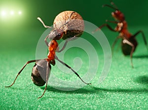 Ants night soccer at stadium