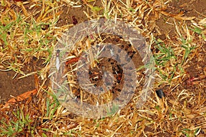 Ants nuptial flight preparations photo