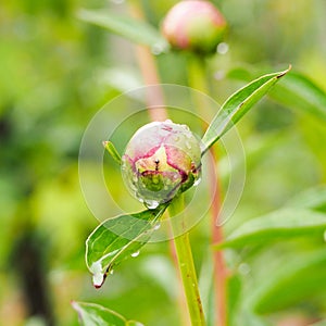 Ants Opening a Peony Blossom