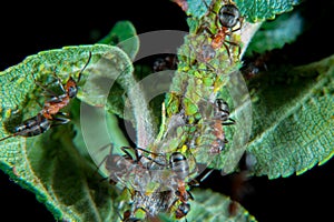 Ants patroling their green plant lice