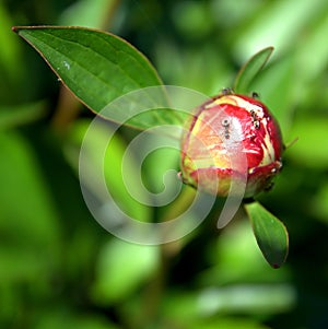 Ants on a peony flower bud