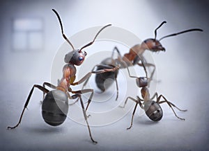 Ants play human situation of family scandal photo
