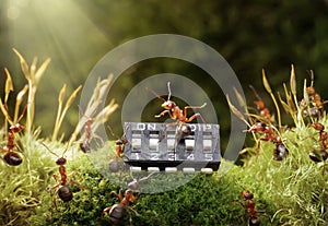 Ants play music on microchip, fairytale photo