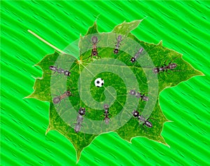 Ants Play Soccer on green Leaf