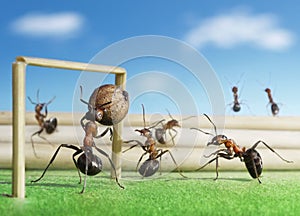 Ants play soccer, micro football photo