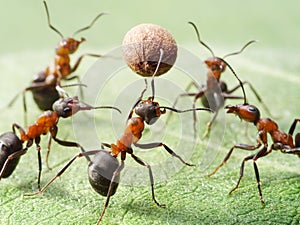 Ants play volleyball with pepper seed