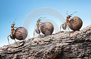 Ants roll heavy stones uphill at rock, teamwork concept