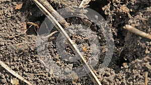 Ants running around near hole in ground, Macro and close-up insect.