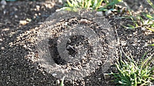 Ants running in the nest and big ant anthill and ants running,