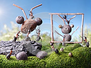 Ants sculptors, ant tales photo