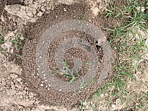 Ants scurrying around an ants nest in the countryside outside-Stock photo