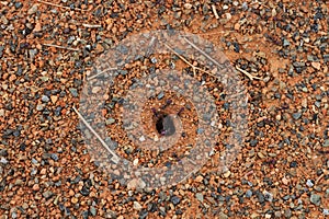 Ants scurrying in and out of a hole on flat, rocky ground at Temora.